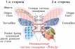������ ��������� Butterfly ������� ������������ , ���� � 3 - matrason.ua