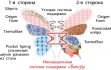 ������ ��������� Butterfly ������ , ���� � 3 - matrason.ua