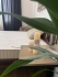 ������ Family Sleep GOLD Memory LUX 90x200, ���� � 7 - matrason.ua
