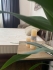 ������ Family Sleep GOLD Diamond 90x200, ���� � 14 - matrason.ua